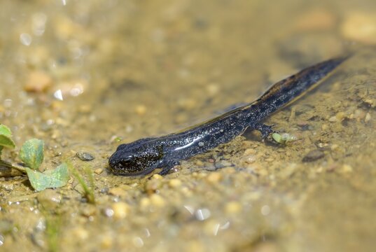 Great crested newt, crested newt, northern crested newt, Triturus cristatus, amphibians, amphibians, young animal, juvenile, shore departure, amphibian, northern crested newt, warty newt