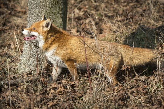 Carnivora, predators, red fox, vulpes vulpes, fox, mammals, raptors, mammals, mammals