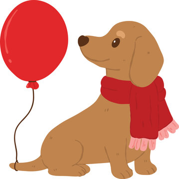 Cute brown dachshund puppy dog wearing a cozy red winter scarf and sitting next to a festive floating red balloon