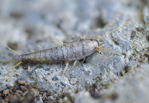 Lepisma saccharinum, silverfish, sugar guest, insects, silverfish