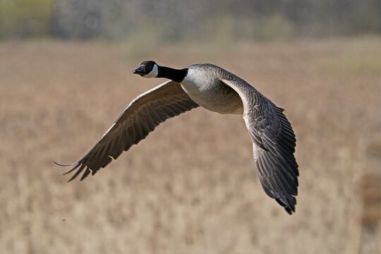 Canada goose (Ardea cinerea) flying, Germany
