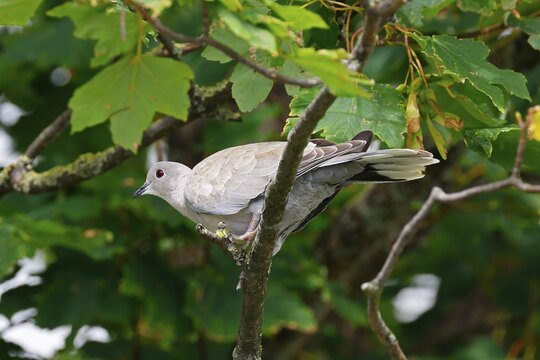 Eurasian Collared Dove (Streptopelia decaocto) sitting in a tree, Schleswig-Holstein, Germany