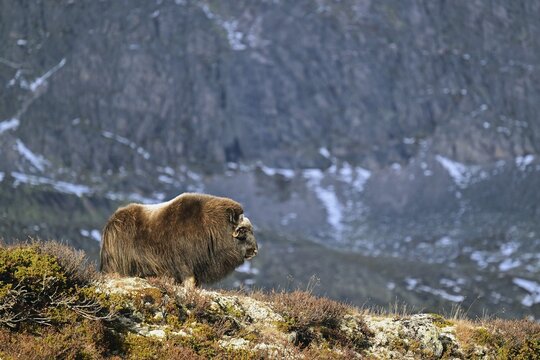 Musk ox (Ovibos moschatus) standing in the autumn tundra in front of a rock face, Dovrefjell-Sunndalsfjella National Park, Norway