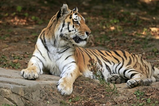 Siberian tiger (Panthera tigris altaica), adult, captive