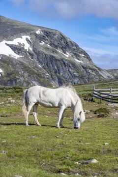Norwegian Fjord Horse, White horse grazing in a meadow, Dovrefjell Sunndalsfjella National Park, Norway