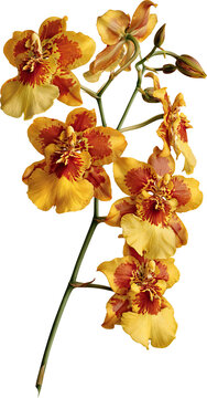 Cascading orange orchid spray with drooping blooms