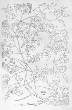 Traveller's joy (Clematis vitalba), woodcut by Leonhart Fuchs, from New Kre&uuml;terbuch, neues Kr&auml;uterbuch, Michael Isingrin, Basel, Switzerland, 1543
