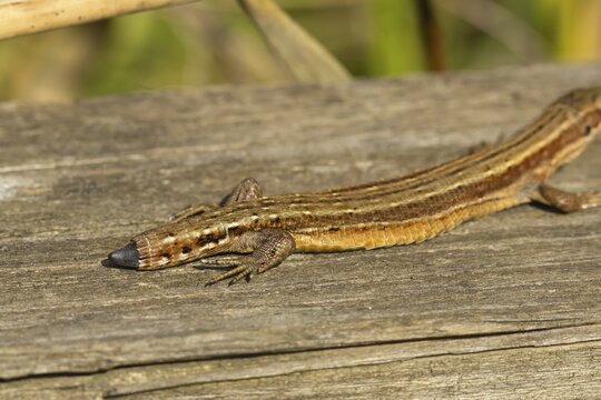 Common lizard (Zootoca vivipara) adult reptile animal showing its tail regrowing resting on a wooden sleeper, England, United Kingdom