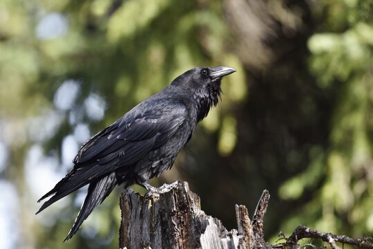 Common Raven (Corvus corax), Banff National Park, Alberta, Canada