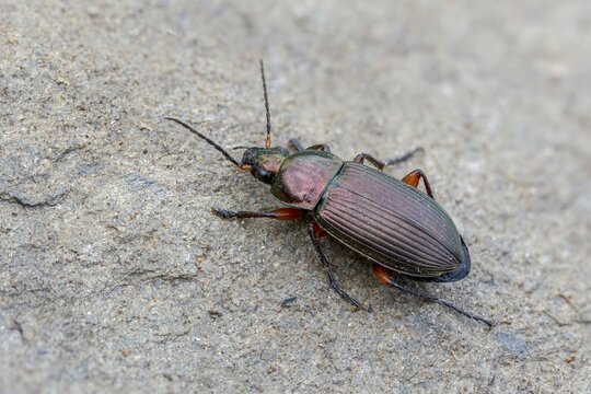 Carabidae, common grave runner, copper-colored grave runner, copper-colored list beetle, coppery shoulder-runner, Poecilus cupreus, beetle, coleoptera, insects, beetles, ground beetles