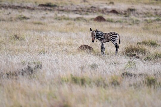 Cape Mountain Zebra (Equus zebra zebra), young animal, foal, Mountain Zebra National Park, Eastern Cape, South Africa