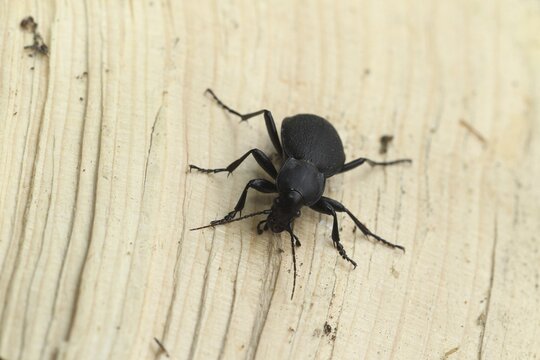 Large deathwatch beetle (Blaps mortisaga) Allg&auml;u, Bavaria, Germany