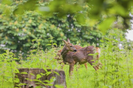 A female roe deer (Capreolus capreolus) stands in a meadow and grooms herself