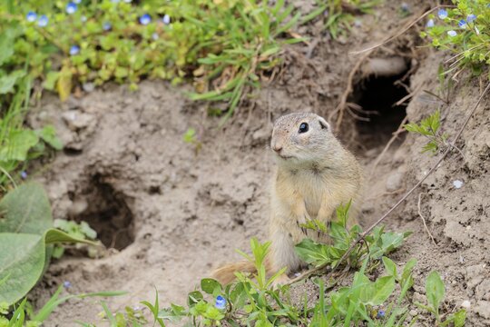 A fully grown ground squirrel (Spermophilus citellus) stands in front of its burrow on a hillside on a cloudy day. Austria