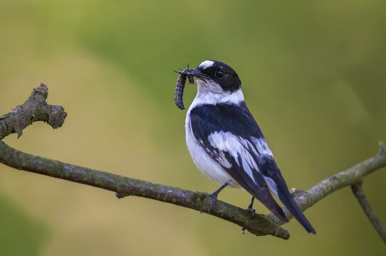 Collared flycatcher, ficedula albicollis, collared snapper, birds, passeri, songbirds, birds