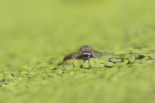 Edible Frog (Pelophylax esculentus, Rana esculenta) in a pond with duckweed (Lemna minor), North Rhine-Westphalia, Germany