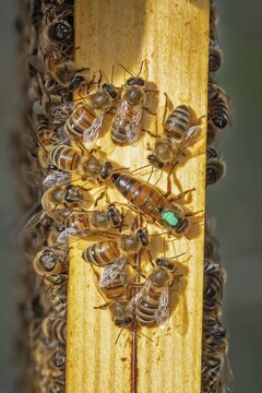 Western honey bee (Apis mellifera) fruit blossom, honeycomb, marked queen bee, beehive, petals, honey bee, beekeeper, organic honey, health, food, pollination, mass harvest, pollen, fruit tree, organic shop, bee diseases, varroa mite, biosphere reserve, Saxony-Anhalt, Germany