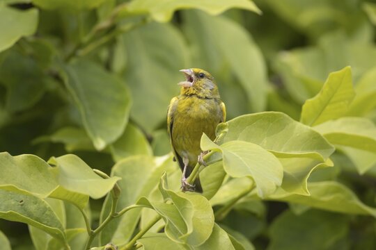 Greenfinch (Chloris chloris) adult male bird singing in a tree in spring, Suffolk, England, United Kingdom