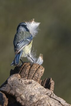 Blue tit, parus caeruleus, birds, feather, high size, portrait format, tits, nest building, passeri, songbirds, tits, birds