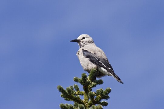 Clark's Nutcracker (Nucifraga columbiana), Mt. Rainier Nationalpark, Washington, USA