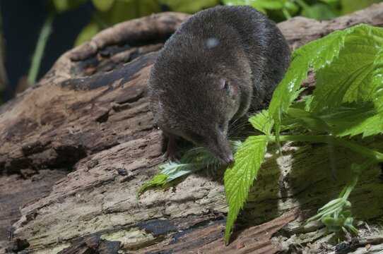 Common shrew, insectivora, insectivora, sorex araneus, wood shrew, mammals, shrew, mammals