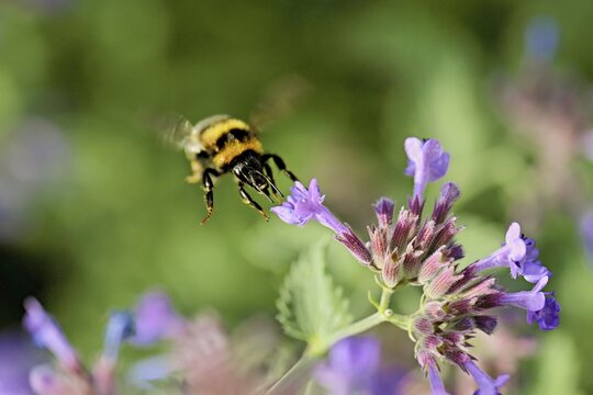 Garden bumblebee (Bombus hortorum), on a catmint (Nepeta x faassenii) flower, Meienberg, Canton of Aargau, Switzerland