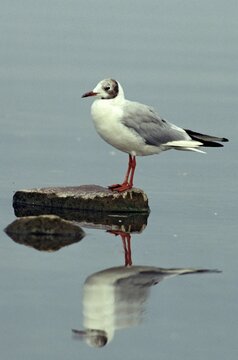 Black-headed gull, chroicocephalus ridibundus, black-headed gull, larus ridibundus, birds, charadriiformes, eclipse plumage, gulls, high size, portrait format, limikolen, mirror, seagulls, resting dress, simple dress, reflection, birds