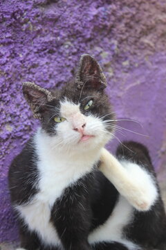 A black and white tuxedo cat scratching its neck with its hind leg while looking directly at the camera against a textured purple wall.