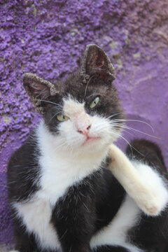A black and white tuxedo cat scratching its neck with its hind leg while looking directly at the camera against a textured purple wall.