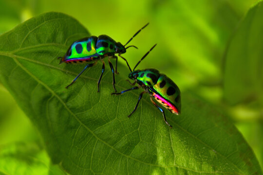 Close up macro shot of two metallic green jewel bugs with black spots perched on a fresh green leaf under soft outdoor daylight.