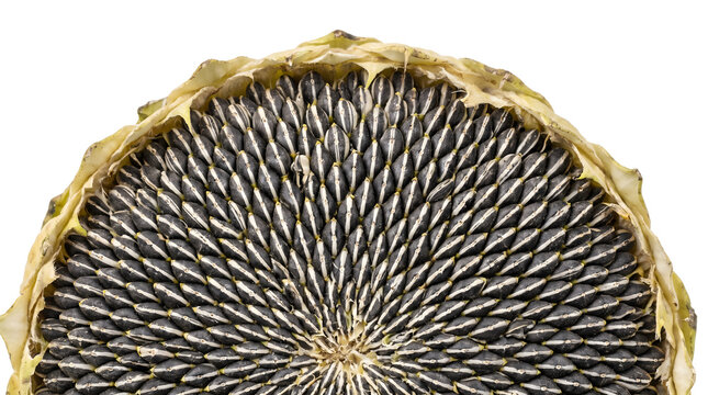 Close-up macro of ripe sunflower head filled with black seeds in a natural spiral pattern on white background