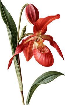 Fiery red orchid bloom with twisted petals
