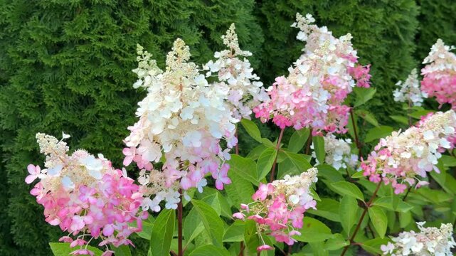 A stunning panicled hydrangea bush in full bloom with pink and white gradient flowers against a dense green evergreen hedge background.