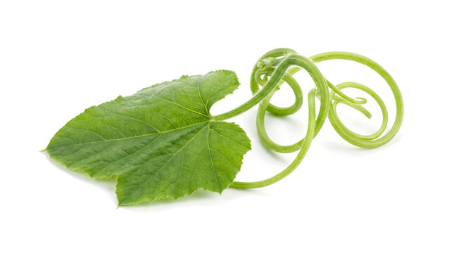 Green pumpkin leaf with curling tendril isolated on a pure white background for gardening design