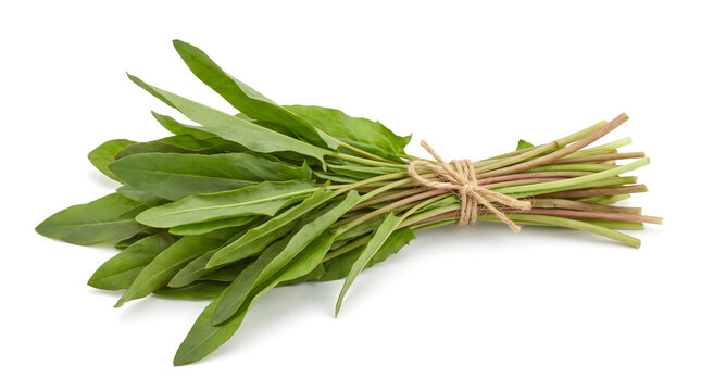 Vibrant green sorrel leaves tied in a rustic bundle, showcasing fresh garden produce on a clean white background, ideal for healthy recipes and culinary use