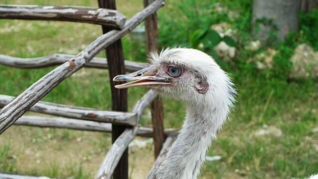 white ostrich nandu known as Greater rhea (Rhea americana) is a flightless bird found in eastern South America. Greater Rhea from South America also called American Rhea or Nandu - Latin