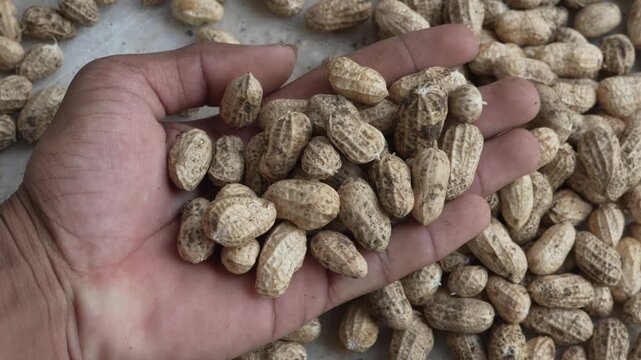 Person holding a handful of raw in-shell peanuts over a pile