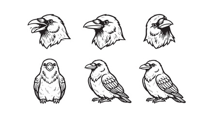 Obraz premium Set of hand-drawn raven and crow illustrations in black and white ink sketch style, featuring various bird poses and head portraits for nature design projects and wildlife graphic elements on