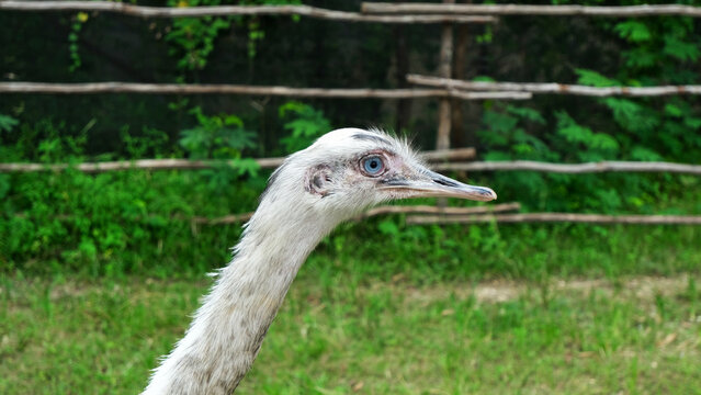 white ostrich nandu known as Greater rhea (Rhea americana) is a flightless bird found in eastern South America. Greater Rhea from South America also called American Rhea or Nandu - Latin