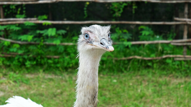 white ostrich nandu known as Greater rhea (Rhea americana) is a flightless bird found in eastern South America. Greater Rhea from South America also called American Rhea or Nandu - Latin
