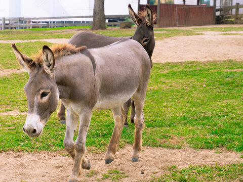 Two Cute Donkeys Relaxing Green Pasture