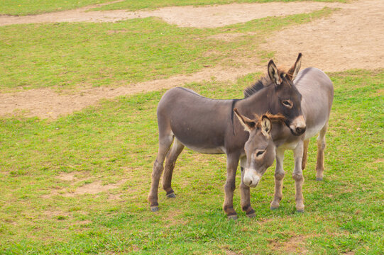 Two Cute Donkeys Relaxing Green Pasture