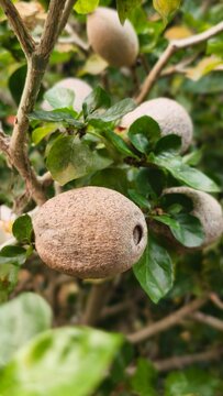 Close up of a raw exotic kawista or elephant apple fruit hanging from a branch in the garden.