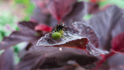 Spider and fly © Artur