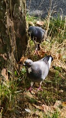 Obraz premium A grey feral pigeon (Rock dove) with distinct white chest patch walking on grassy ground near a tree trunk, perfect for wildlife illustration or educational content.