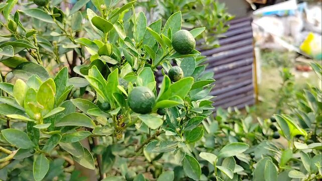 Close-up of fresh green kaffir lime fruits growing on a tree branch with lush green leaves in a garden
