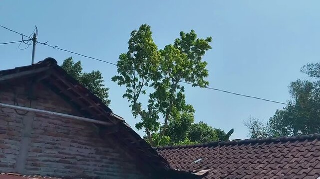 roof of the old house