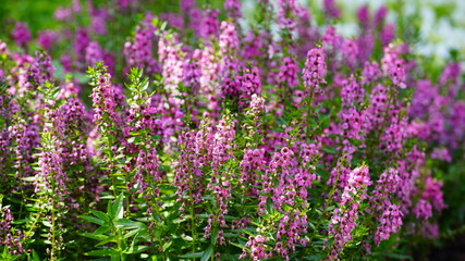 Obraz premium Purple flowers in the garden