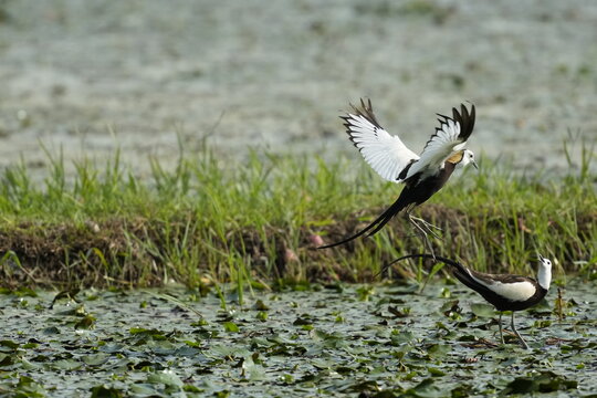 Pheasant-tailed Jacanas displaying over a wetland
