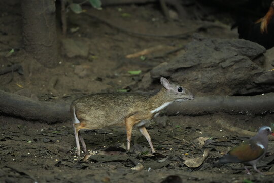 Mouse-deer walking through a tropical forest